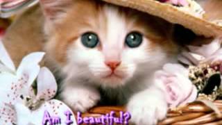 Cute cat photo slideshow screenshot 3