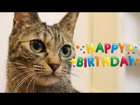 猫の誕生日祝い こさめ編 Cat S Birthday Celebration Kosame Version Youtube 猫の誕生日祝い こさめ編 Cat S Birthday Celebration Kosame Version Youtube