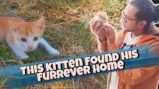 Adorable Kitten Wandering Alone Found His Furrever Home | Perfect Timing 😻 by Rhambouy 6,376 views 2 years ago 6 minutes, 25 seconds