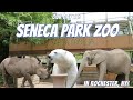 Everything we saw at seneca park zoo in rochester ny rhino elephantpolar bear giraffe  more