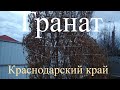 Выращивание граната  в Краснодарском крае, как перезимовал?