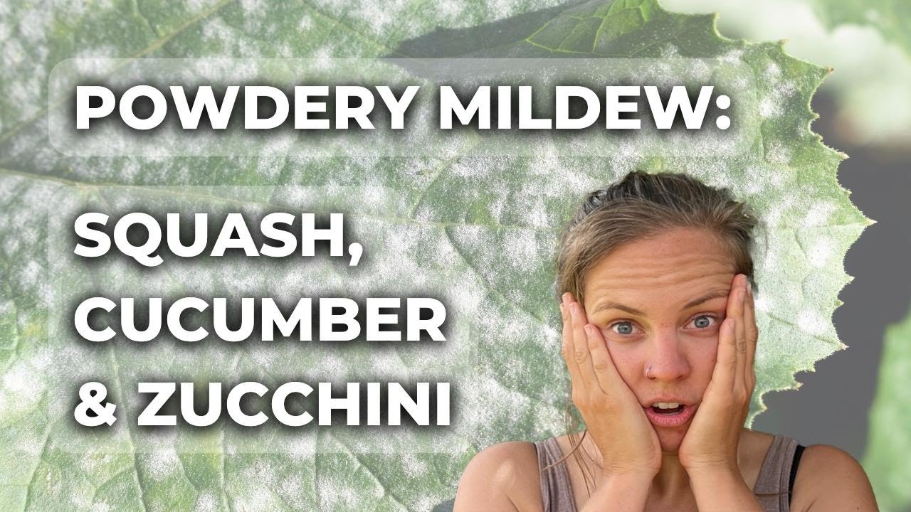 3 Tips for Identifying and Controlling Powdery Mildew YouTube