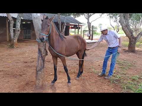 COMO ENSINAR SEU CAVALO OU MUAR A NÃO ESTACAR ( PUXAR A CORDA). POTRA ESMERALDA.