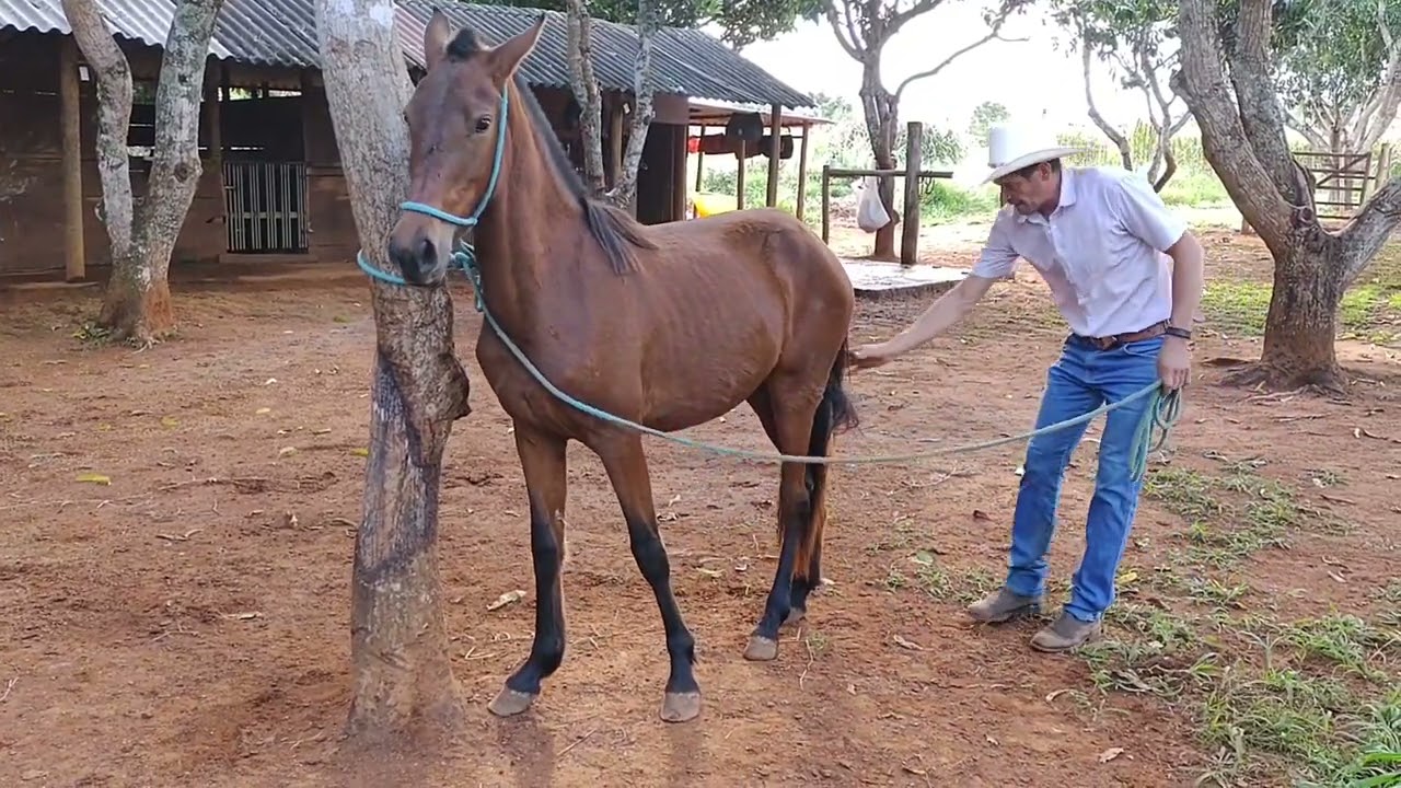 COMO ENSINAR SEU CAVALO OU MUAR A NÃO ESTACAR ( PUXAR A CORDA