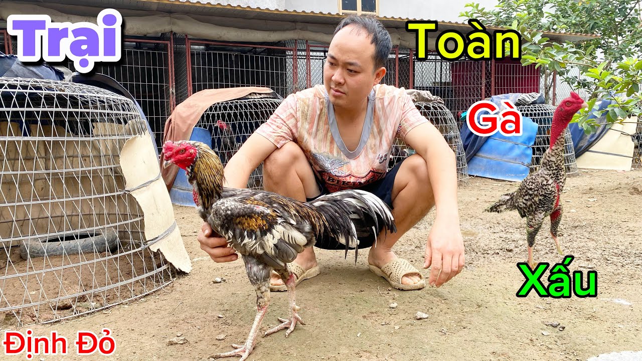 Lần Đầu Thăm Trại Gà Toàn Màu Lông Lạ Và Gà Xấu | Định Đỏ