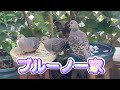 2022/9/6✴︎キジバト✴︎ブルーノ一家