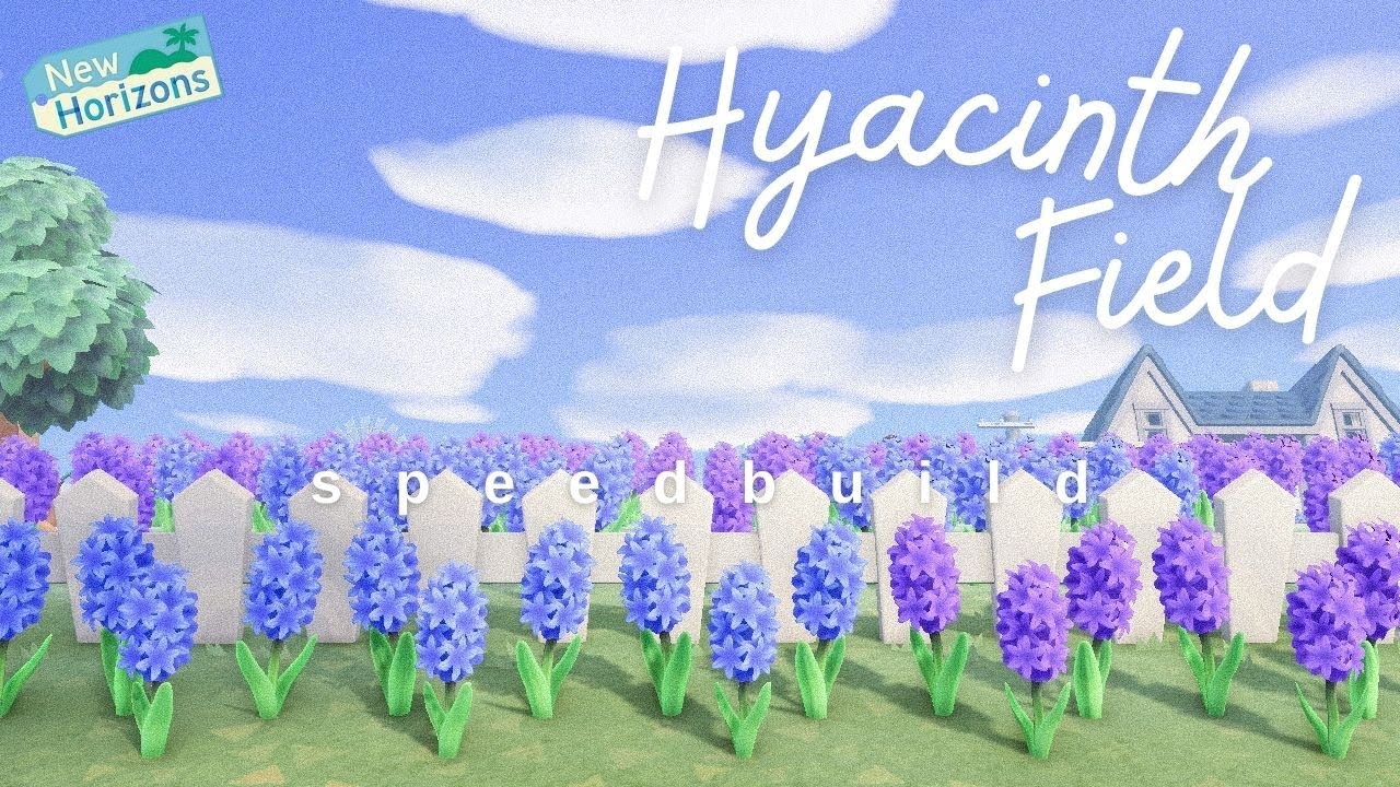 I put my house in the middle of a field of hyacinths and I'm living my