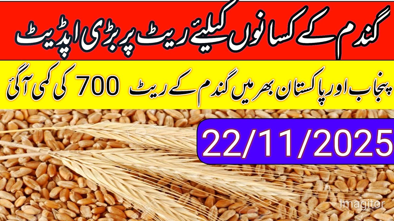 Wheat support price in Punjab pakistan/gundam price today in punjab ...
