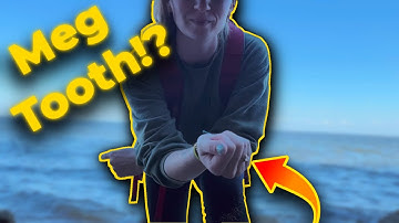 We Found Megalodon and Other Rare Fossils at the Calvert Cliffs!