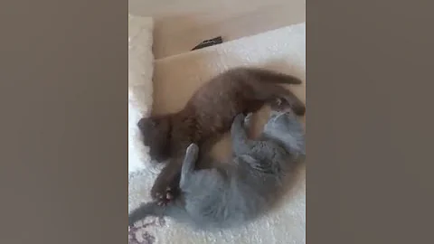 Watch the video about Scottish fold cinnamon and sugar