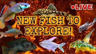 WE CAN DREAM: Exploring New & Rare Fish in The Hobby! Live Chat + Q&AREAM: