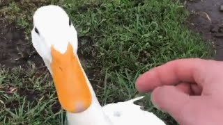 This man is convinced his duck is as smart as your dog
