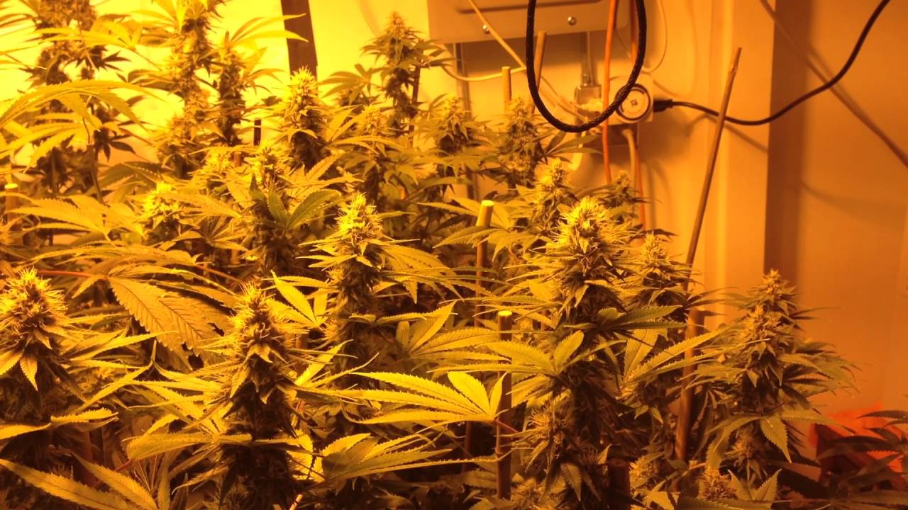 Sealed Grow Room Part 18 Youtube