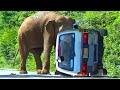 Heartbreaking encounter wild elephant attack on van in forest