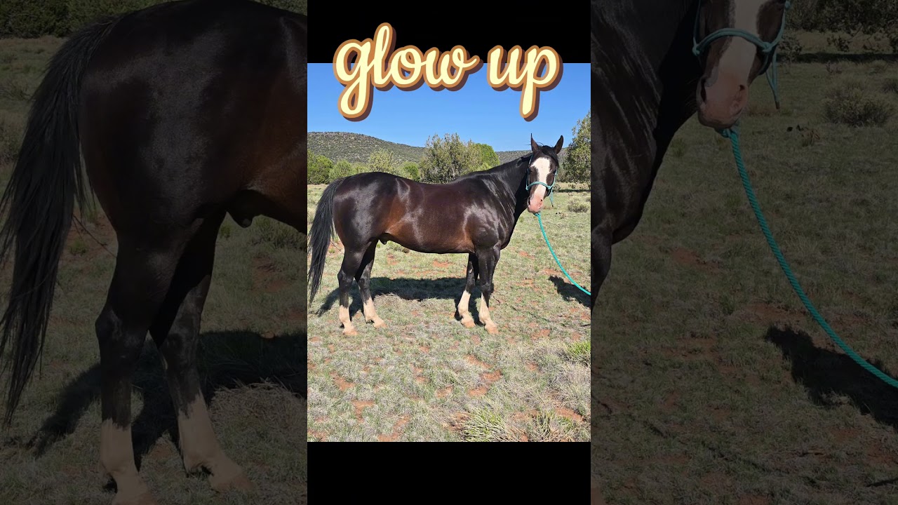 Glow up- equine version