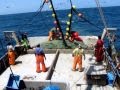 PESCA DE MERLUZA EN PERÚ