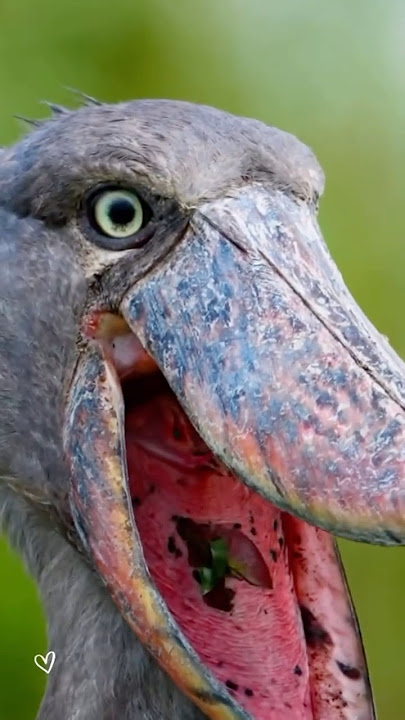 This Bird Looks Like a Dinosaur!🦖 #shorts #facts