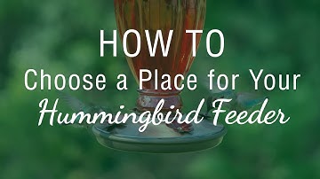 How to Place A Hummingbird Feeder