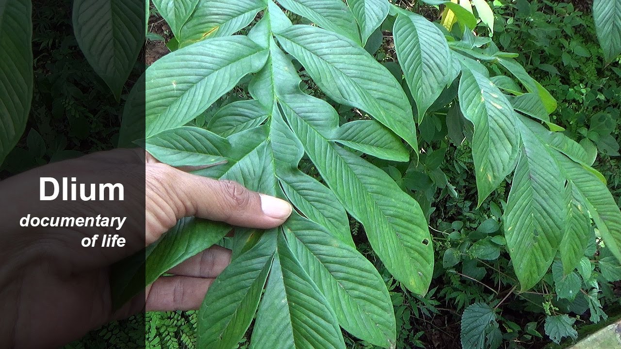 Elephant foot yam (Amorphophallus paeoniifolius)