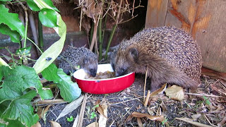 Igelfamilie im Garten (FunVideo)