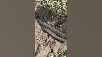 Chú 7 Lại Gặp Ca Khó Gặp Phải Rắn Khủng |Săn Bắt TV