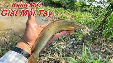 Câu Cá Rô Đồng |  Giật Quá Nhiều Cá Trê Và Cá Rô To Trong Một Ngày Đi Câu  | Tập 21