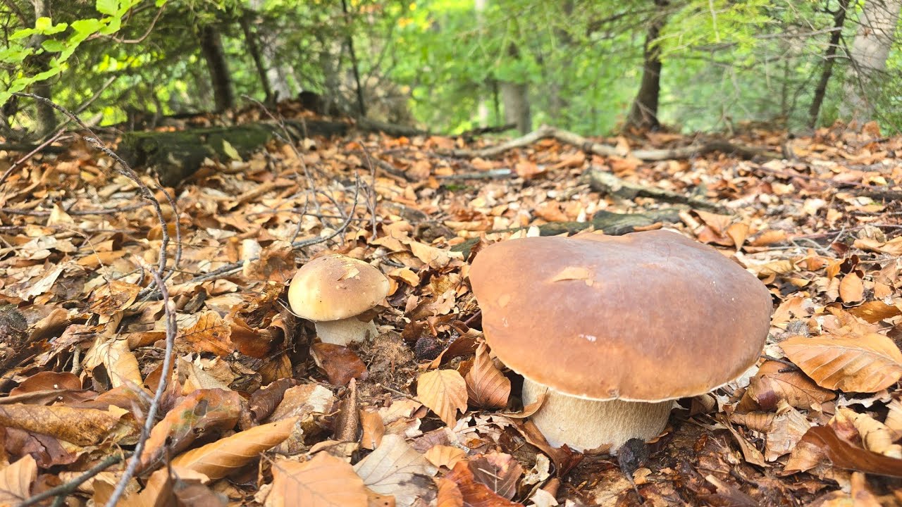 FUNGHI PORCINI | Foresta di faggi piena di funghi!