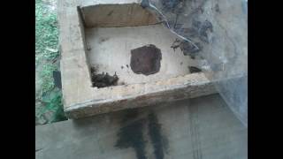 Stingless Bee Lebah Kelulut Terminata Dan H. Itama