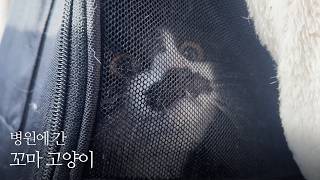 묘생 처음으로 병원에 간 코송이