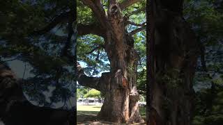 Mud Flooded Tartarian Buildings Honolulu Hawaii pt.21 Ground Zero!!