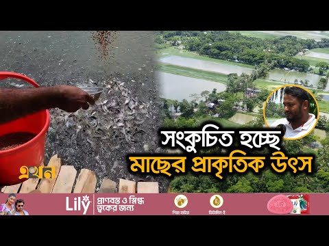 প ক র ক ট ম ছ চ ষ জ ব ক ন র ব হ করছ ন বরগ ন র মৎস য চ ষ র Barguna News Fish Farming Ekhon
