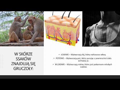 Ssaki - kręgowce, które karmią młode mlekiem (biologia, szkoła podstawowa).