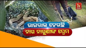 Viral Video of Naag and Naagin Making Love in Puri | Naag-Naagin Romantic Video | Cobra Snake Viral