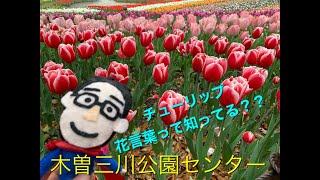 観光地紹介動画 雨の日のチューリップ祭りをえすぱーと満喫 In木曽三川公園センター 岐阜県海津市 えすぱーチャンネル Youtube