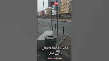 الكلاب الضالة تعترض سبيل المارة بشارع ادريس الحارثي بالبيضاء 