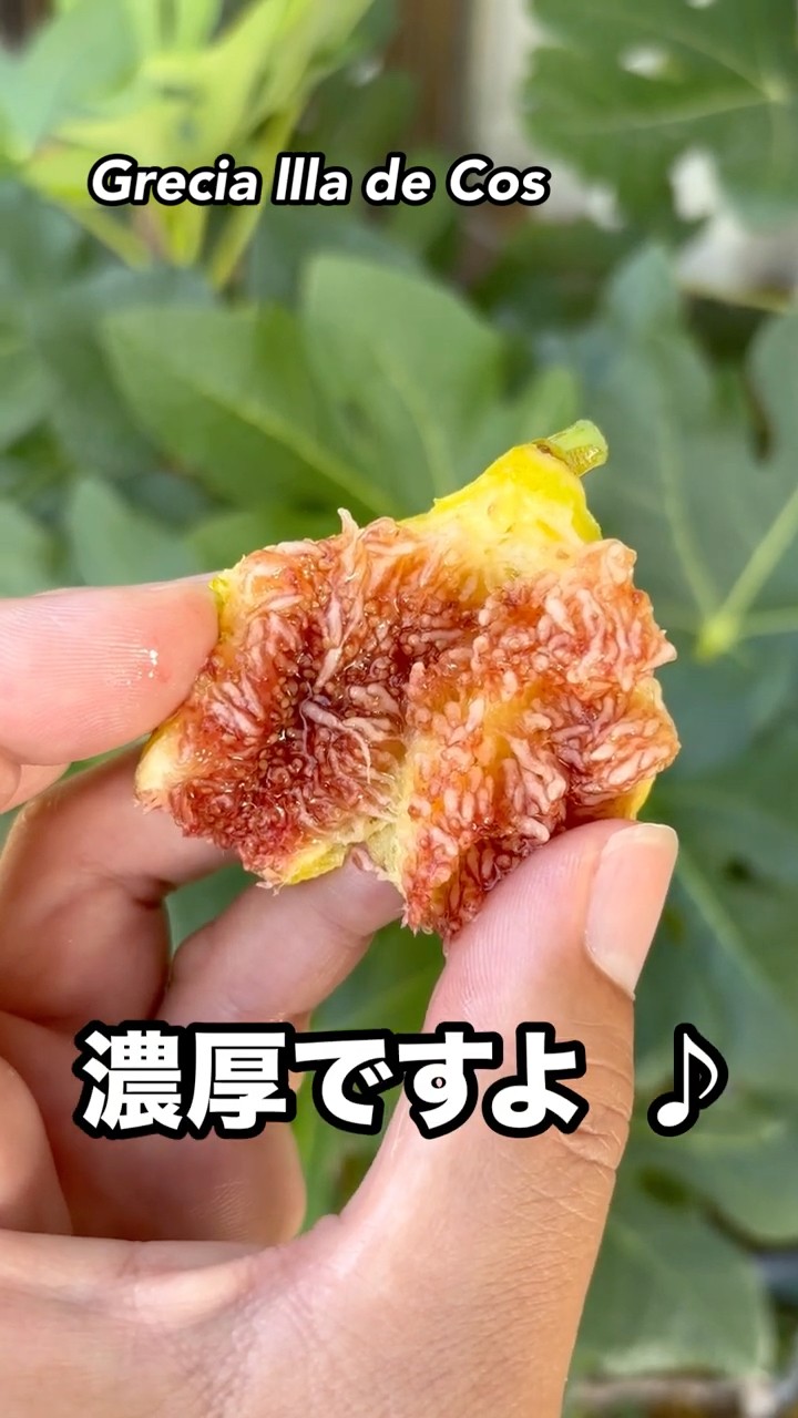 Grecia Illa de Cos] A rare fig with white stripes and rich red