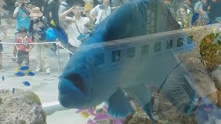 涼を運ぶ「美ら海」の世界　Sony  Aquarium  2017
