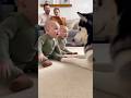 【爆笑】双子の赤ちゃんがハスキーに2倍のお説教！？😂🐶 [LOL] Twin Babies Give a Husky Double the Scolding 😂🐶