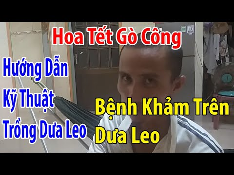 Video: Thông tin về Virus khảm dưa chuột