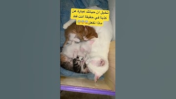 #روبلوكس #ارح_قلبك #اكسبلور #سورة_الملك #cat #ماهر_المعيقلي #قطط #تيك_توك #لايك
