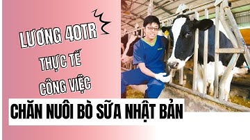 Đơn hàng chăn nuôi bò sữa || Xuất khẩu lao động Nhật Bản