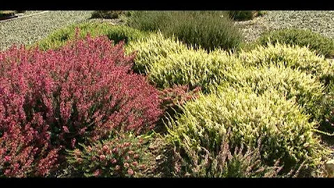 Dave Egbert The Coastal Gardener Show 197 Promo