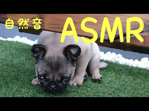 [ASMR][パグ][Pug][自然音]