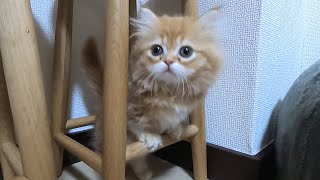 【マンチカンの子猫】部屋を大冒険する！/A munchkin kitten adventuring in a room