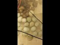 Hatching baby quail ( celadon & button)