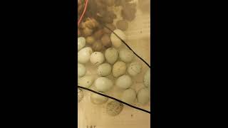 Hatching baby quail ( celadon & button)