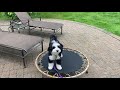 Basic Obedience Tips with 6 month Old Bernedoodle Puppy Tutorial