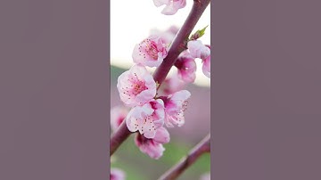 Thumbnail of Peach Trees Blossoming at the Orchards