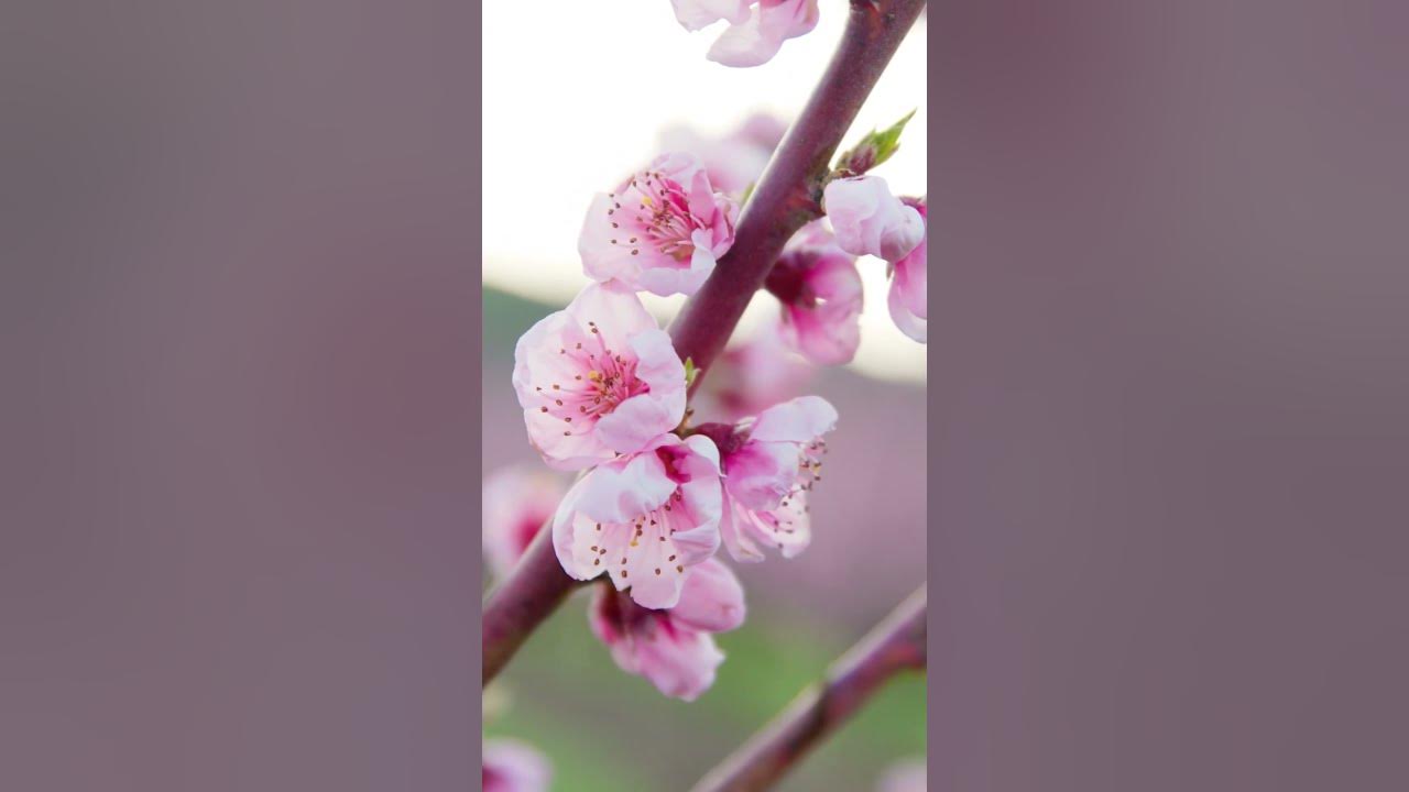 Peach Trees Blossoming at the Orchards