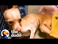 Skinniest Chihuahua Can't Stop Shaking After Being Found In A Ditch | The Dodo